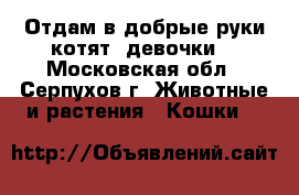 Отдам в добрые руки котят (девочки) - Московская обл., Серпухов г. Животные и растения » Кошки   